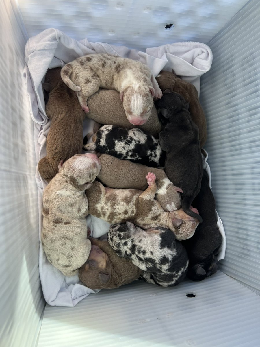 Mobway_mooney's tweet photo. Standard bullies (Merle/tri) https://t.co/X4e4aq1zXi # via @_getHoobly https://t.co/NwgTkyYMYF