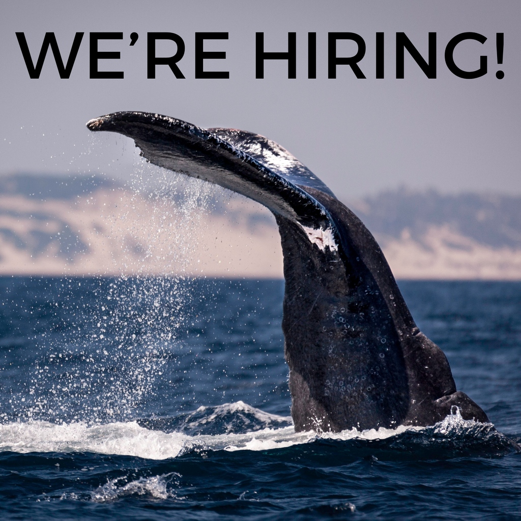 LoveTheOceans's tweet photo. ✨️ WE'RE HIRING ✨️

We're looking to hire a Marine Biologist Field Specialist for 10 weeks from June and a PADI Instructor for 11 weeks from May. 

Successful applicants will be interviewed. Applications close 31st of January. Good luck! 🌊

Apply now via link in our bio 🔗 https://t.co/w74J4isDyc
