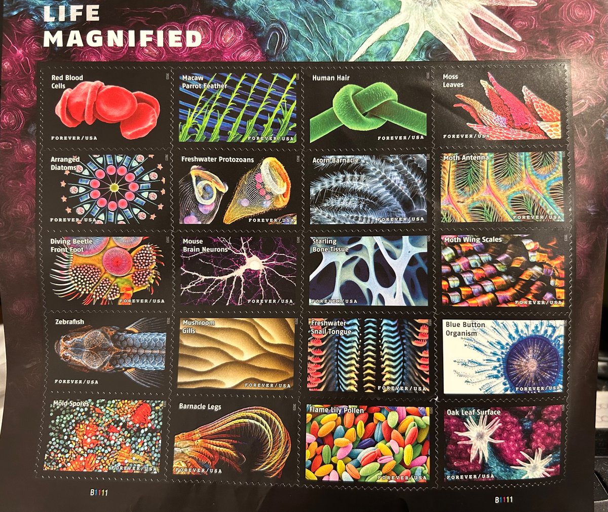 Dr Cryo Mariena tweet media