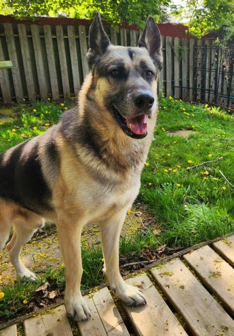 PetfindToronto's tweet image. #DEARHAMWOOD #POPLAR Pls RT2unite #FOUND #DOG- 09-Jan-24 #Toronto Animal Services A0967749 #EAST 416-338-7539 BLACK #GERMSHEPHERD M/3Yr
