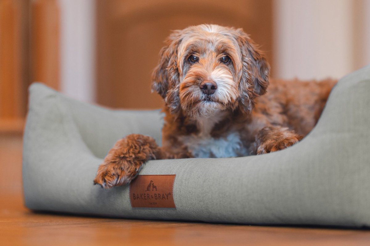 Please retweet, treat your dog to an Eco Friendly, Orthopaedic, Luxury dog bed from Baker and Bray❤️🐶
⭐️Voted by <a href="/TheTelegraphUK/">The Telegraph</a> as the BEST OVERALL DOG BED 2023!!⭐️ 
DETAILS or BUY👇
bakerandbray.com/5235680
British brand, various colours and sizes available
#dogs #pets #UK 
If