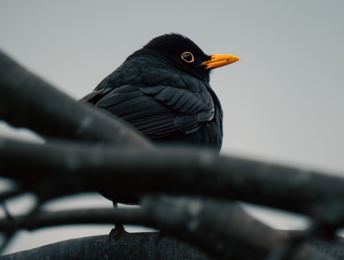 Common blackbird

#birdphotography #blackbird #britishbirds #ThePhotoHour #nikonuk #BirdsSeenIn2024 #BirdsOfTwitter #NaturePhotography #wildlife #wildlifephotography #NatureBeauty #naturephoto #ukbirds #cheltenham #glosbirds
