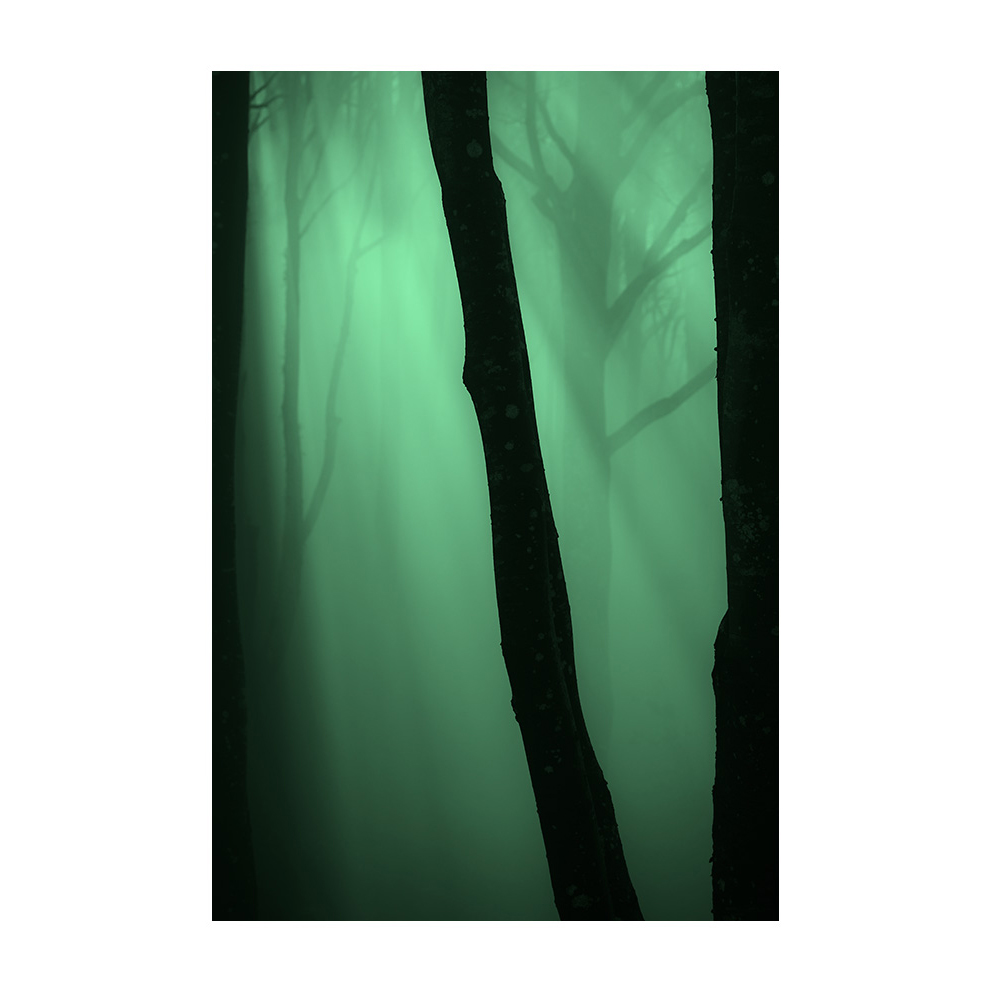 xaviermanrique's tweet photo. La pell del bosc.
Sèrie Pell.
#pellproject #noumoodproject
#nature #forest #green
#visualpoetry #artnature #artphoto
#poemavisual #bellesa #melangia
#misty #poetry #romantic
#landscapephotography #naturephtography #fineartphotography
#xmanrique https://t.co/9eIJSPEECo