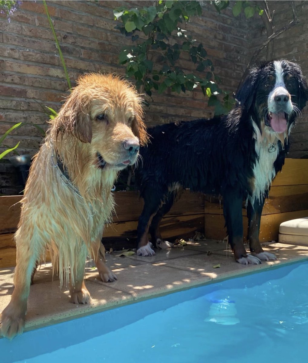 tati_schapiro's tweet photo. Clota y Jordi, mis hijos perros, los cuido tanto como a los humanos (y no se despiertan de noche 🤣) por eso hoy que estamos hablando de alimento #YoRecomiendoBenefit de @GolocanArg que los mantiene fuertes, sanos y hermosos 🐶❤️ https://t.co/PEGnQlsxUC