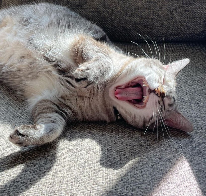 sassy__dany's tweet photo. yawnnn ☀️ 
#catsofx https://t.co/BSnDYARWJj