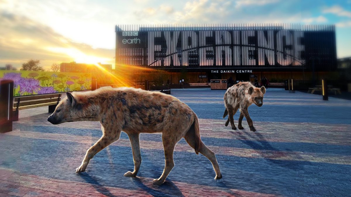 Embark on a journey through Africa at the #BBCEarthExperience where you’ll witness this powerful species, the brown hyena 🌍