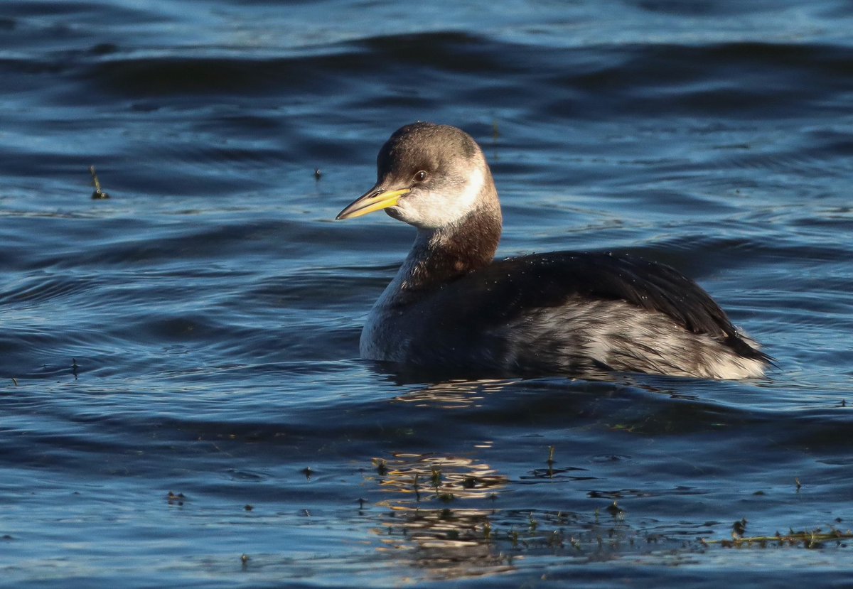 Waxwings in Whitchurch yesterday and Red-necked grebe at Lisvane reservoir today #glambirds