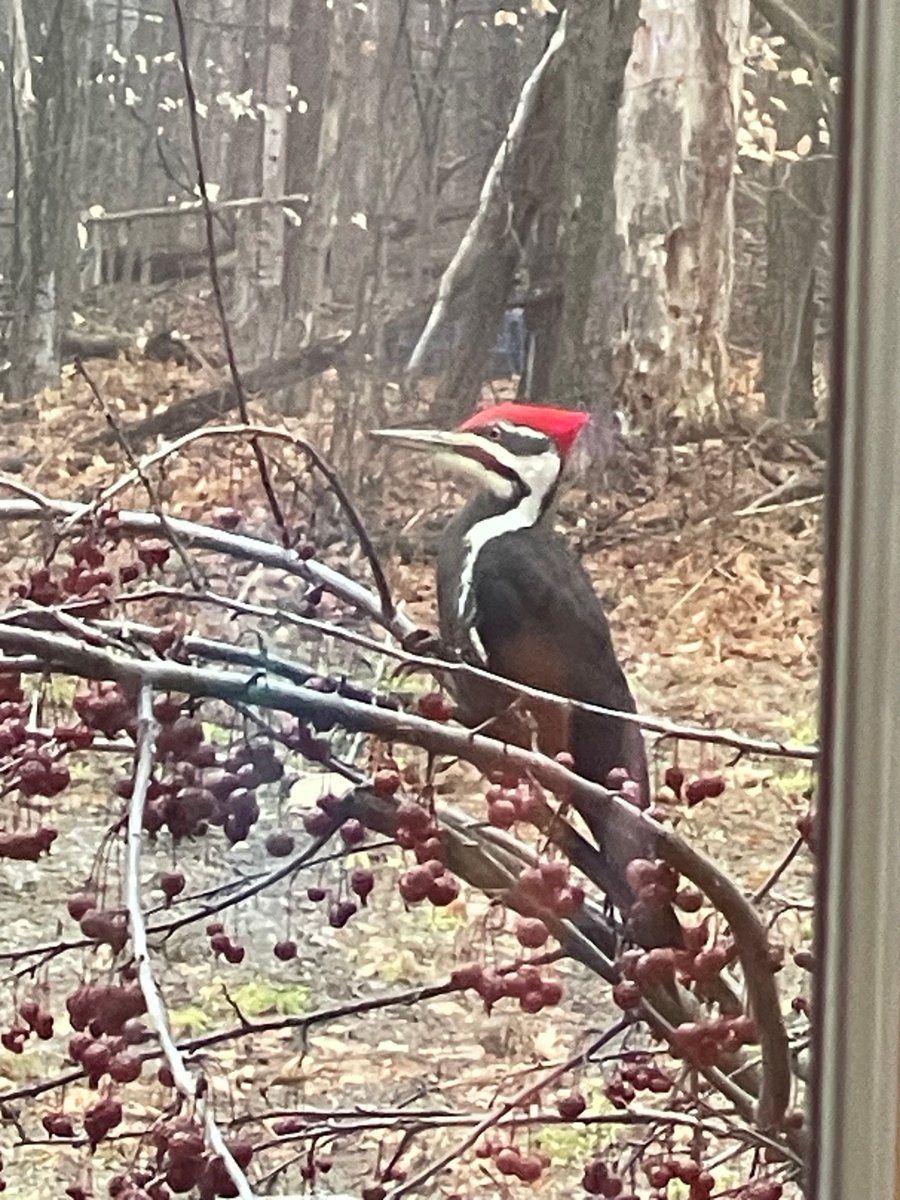 Discover Northern Michigan's Woodpeckers Test Your Nature Knowledge