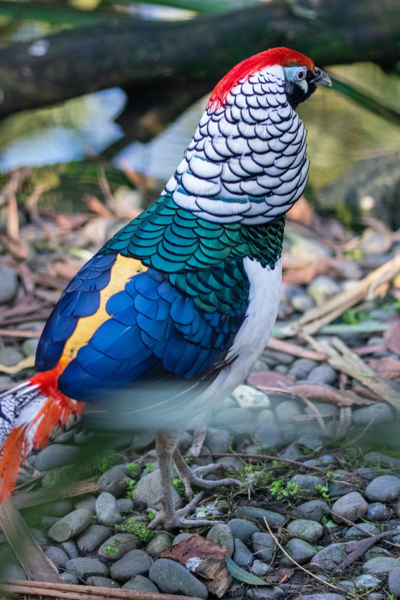 MbarkCherguia's tweet image. The Lady Amherst’s pheasant is one of the most stunning birds in the world, and this photo captures its beauty perfectly.

#birds #NaturePhotography #nature #NatureBeauty #naturelovers #beautiful