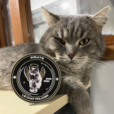 #NouvellePhotoDeProfil

Marin, squatteur à temps plein au commissariat a pris la succession non-officielle de Pirate .