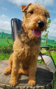 🆘10 JAN 2024 #Lost BEAR #ScanMe #Tagged
YOUNG Black &amp; Tan Lakeland Terrier Male
Pinfold Lane. Inskip With Sowerby #Preston #Lancashire #PR4
Possible Sighting:  Brock Road.
doglost.co.uk/dog-blog.php?d…