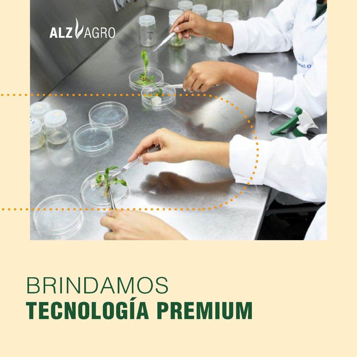 ALZ_Agro's tweet photo. ¡Siempre te acercamos nuevas tecnologías! 👨🏻💻

A través de alianzas con diferentes empresas líderes en investigación, apostamos a la sustentabilidad para que tu producción pase al siguiente nivel 💪

¡Sumate a #ALZAgro y revolucioná tu lote!

#Biotecnología #Sustentabilidad https://t.co/D8XadwVGQy