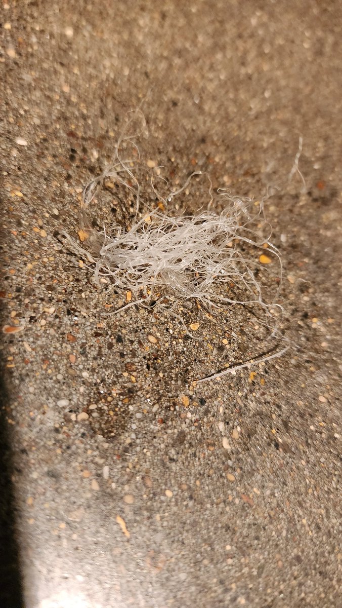 DigitalDubMedia's tweet photo. Found shredded plastic in our #ninjacreami ice cream. 😡 First batch was great (we think). @NinjaKitchen why do so many units do this? Why is there not a recall? What do I do here? https://t.co/8rsRKLqWcC