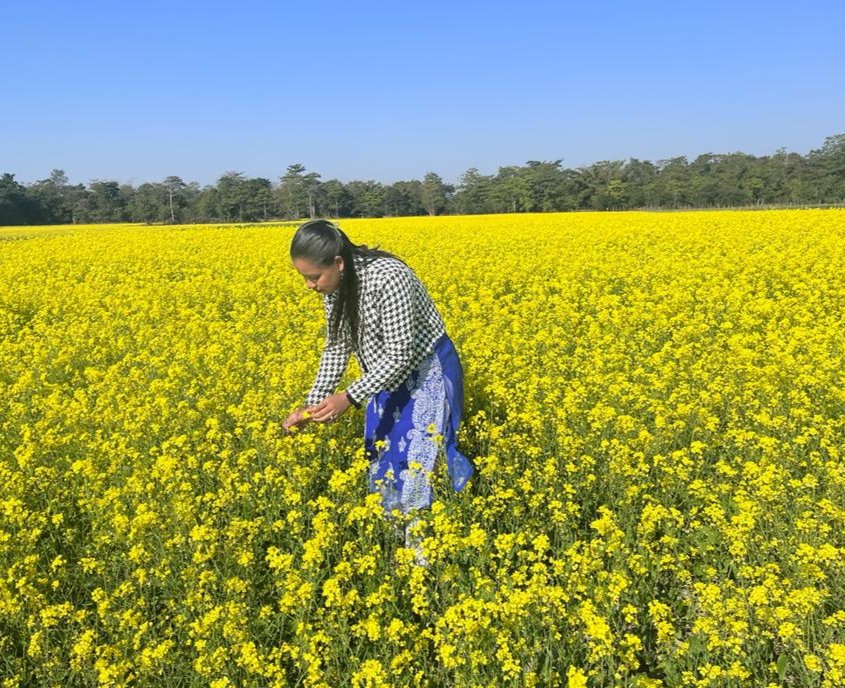 agrinformer's tweet image. Rapeseed-Mustard production in Assam is getting momentum. ICAR-DRMR, Bharatpur is providing technical support as knowledge partner through #APART project