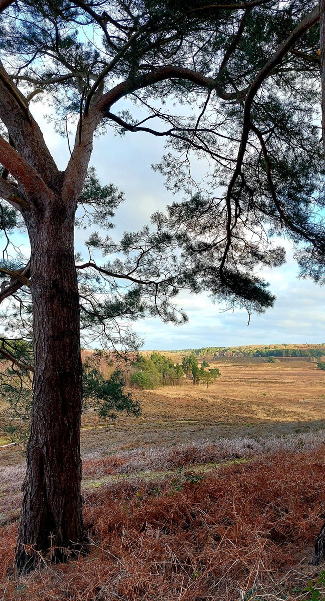 mycathardy's tweet image. Another photo of Dersingham Bog. 
#Norfolk #Bogs #Countryside