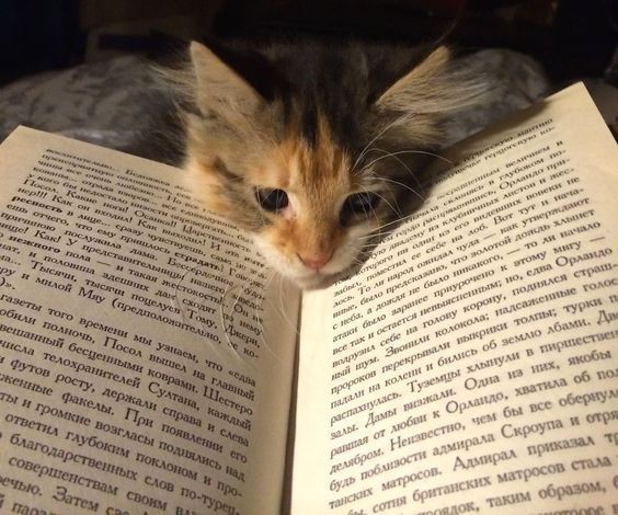 asterthenewone's tweet photo. • livros lidos em 2024:
          
    “Declaro, afinal, que não há prazer como a leitura!”
                 જ⁀➴  Jane Austen https://t.co/ZG9Hgw8o0x