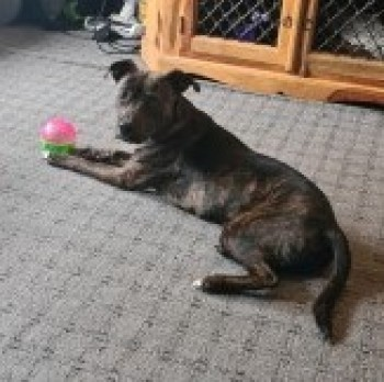🆘9 JAN 2024 #Lost AURORA #ScanMe
YOING Brindle Staffordshire Bull Terrier Cross Female
Hallglen  area #Falkirk #Scotland #FK1 doglost.co.uk/dog-blog.php?d…