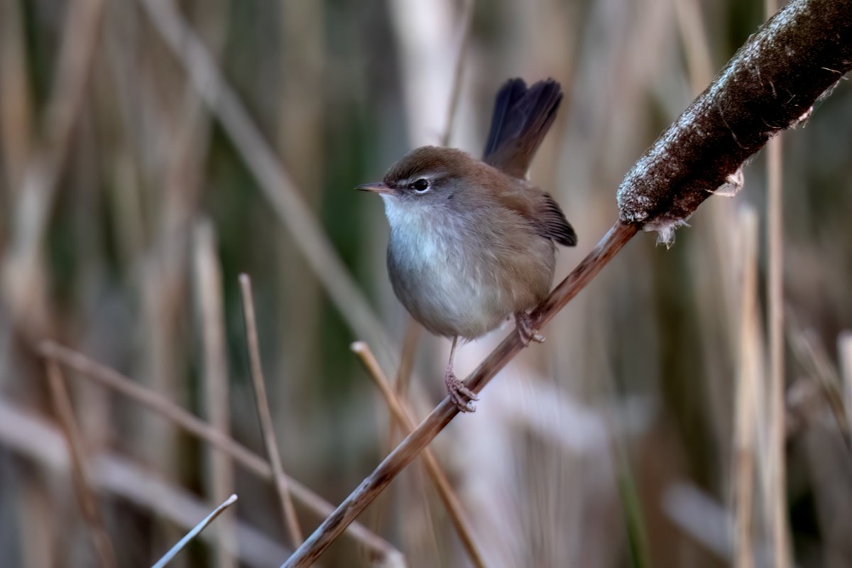 StablesBnB's tweet photo. #Cetti's #Warbler at @RSPBGreylake https://t.co/RfPVe6EO4W