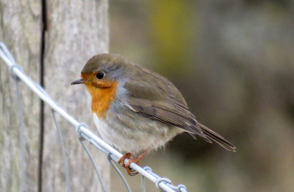 ElisaGoudriaan's tweet photo. Deel 680: ik weet niet of ik nog doorga met de natuurfoto's hier dit nieuwe jaar. Meer dan de helft van mijn volgers is verdwenen naar B... of gewoon weg. Hoe dan ook enorm genoten van de vogels in het winterlicht deze dagen #roodborst #krakeend #vink #merel #Solleveld #DenHaag https://t.co/r0glUl42Dt