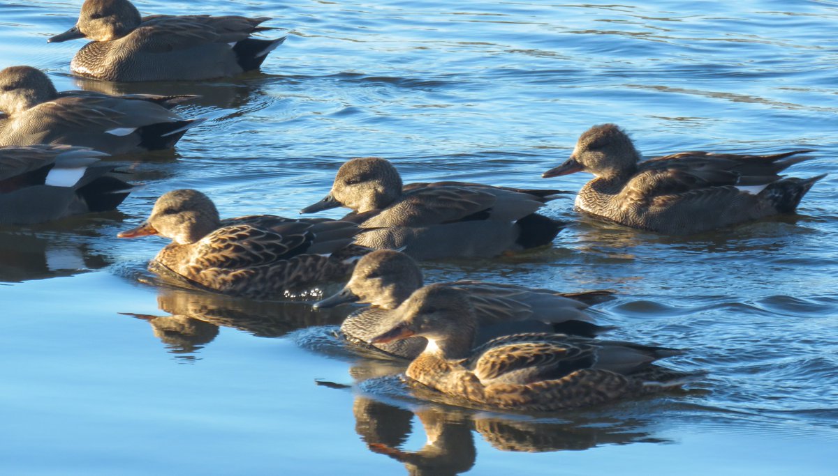 ElisaGoudriaan's tweet photo. Deel 680: ik weet niet of ik nog doorga met de natuurfoto's hier dit nieuwe jaar. Meer dan de helft van mijn volgers is verdwenen naar B... of gewoon weg. Hoe dan ook enorm genoten van de vogels in het winterlicht deze dagen #roodborst #krakeend #vink #merel #Solleveld #DenHaag https://t.co/r0glUl42Dt