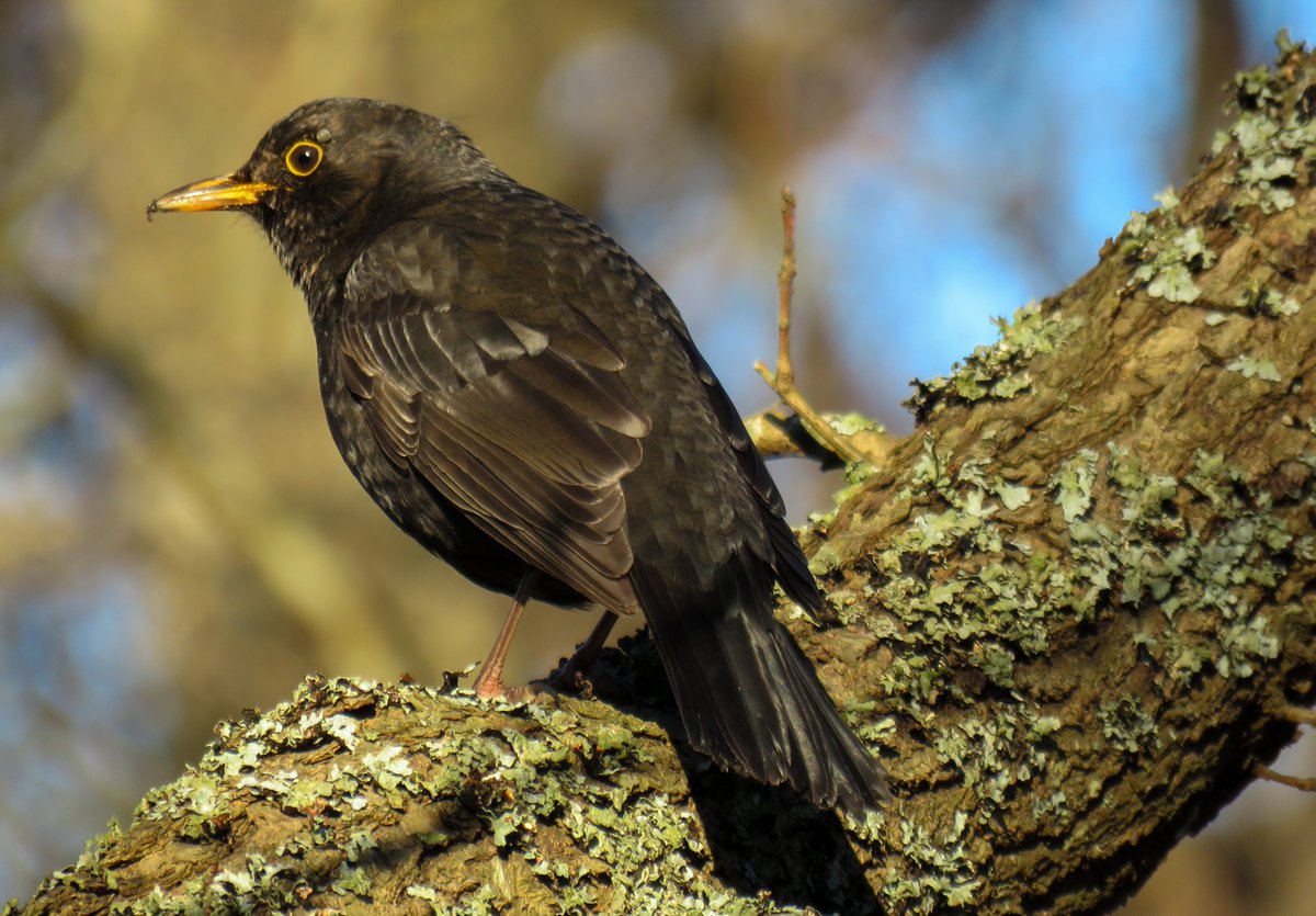 ElisaGoudriaan's tweet photo. Deel 680: ik weet niet of ik nog doorga met de natuurfoto's hier dit nieuwe jaar. Meer dan de helft van mijn volgers is verdwenen naar B... of gewoon weg. Hoe dan ook enorm genoten van de vogels in het winterlicht deze dagen #roodborst #krakeend #vink #merel #Solleveld #DenHaag https://t.co/r0glUl42Dt