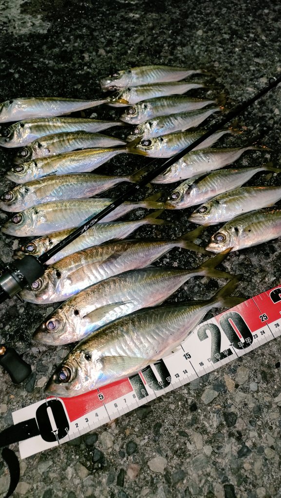 エックス放置しちゃってるからたまには載っけます🙋
向かい風にエイヤ！とガンバり
そして
最近フロートアジングに覚醒！！
したような気がした。。。気の所為
でもやっぱりジグ単が一番好き🫢
#アジング
#フロートアジング
#飛バッシュ