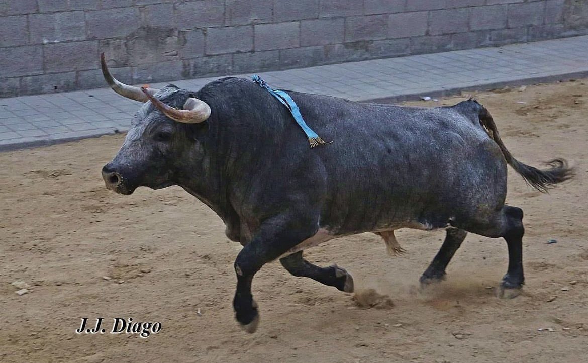 “Habero” nº1 de <a href="/rehuelga/">rafael buendia</a>, un toro para el recuerdo. 

1 📷 En septiembre del 2019 estuvo de sobrero en los corrales de Las Ventas.

2 📷 Finalmente su destino fueron las calles de Museros, dónde pudimos disfrutarlo, ofreciendo un gran juego tanto por la tarde como por la noche.