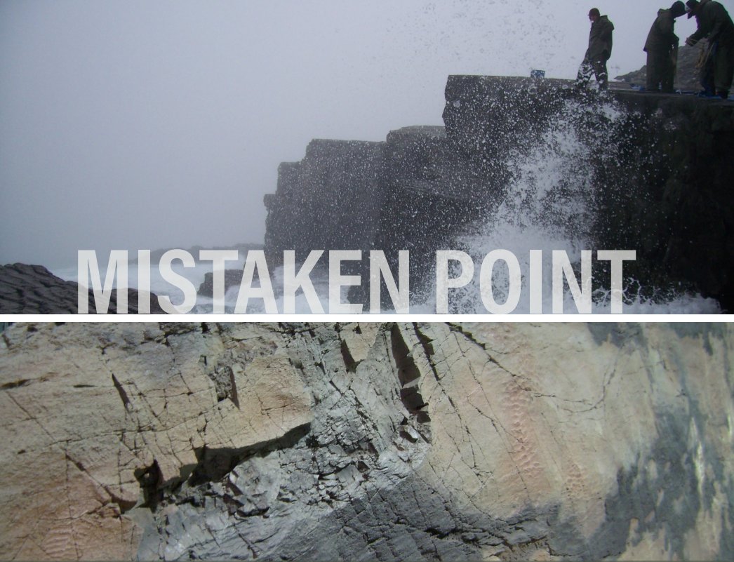 ResearchCasting's tweet photo. We're back! Happy 2024 to everyone. we hope that everyone has had a great start to the new year!! 

#TBT To start the new year we wanted to look back at one of the worlds oldest, largest and best preserved examples of Ediacaran life forms, "Mistaken Point" Newfoundland 🇨🇦! We were contracted by @ROMtoronto and @GovNL to produce life size casts that precisely replicate the surface of the rock face, which presents 565-million year old Ediacaran fossils. Our #SkeletonCrew created molds of a 750 square foot (70 m2) area covering of one of the most spectacular and revealing fossil surfaces in the world. These are the largest reproductions of abundant Ediacaran fossils anywhere in the world and are intended for scientific and educational purposes. Check out these awesome photos from the project.

#2024 #RCI #ResearchCastingInternational #ROM #ThrowbackThursday #HappyNewYear #MistakenPoint