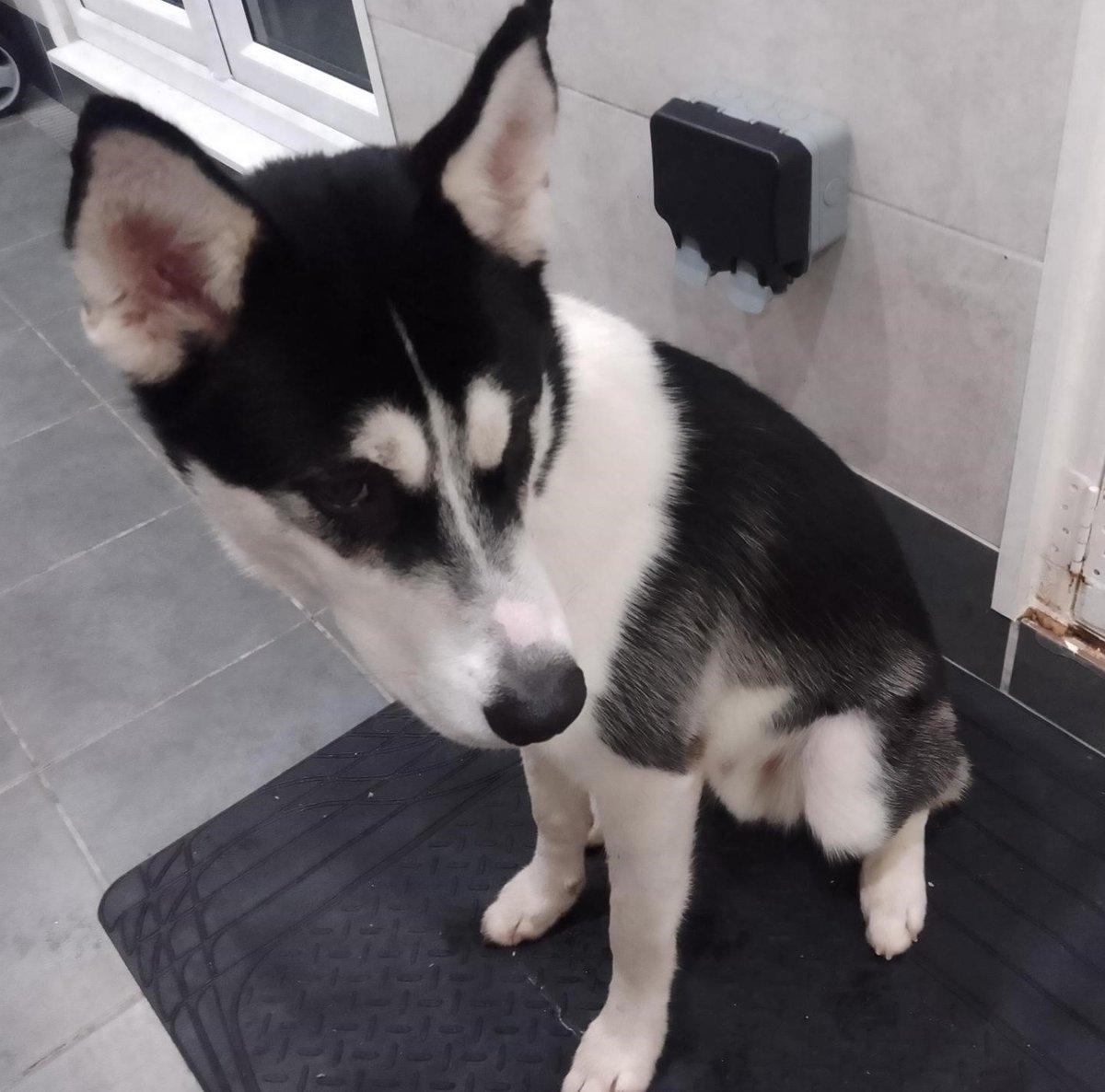 Please retweet to HELP FIND THE OWNER OR A RESCUE SPACE FOR THIS STRAY DOG FOUND/ABANDONED #EPSOM #SURREY #UK MAY BE AT RISK OF EUTHANASIA 🆘 Young, male Husky, chip not registered found 5 January. Now in a council pound, he could be missing or stolen from another region.…