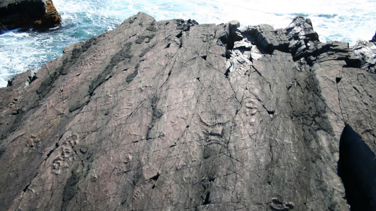 ResearchCasting's tweet photo. We're back! Happy 2024 to everyone. we hope that everyone has had a great start to the new year!! 

#TBT To start the new year we wanted to look back at one of the worlds oldest, largest and best preserved examples of Ediacaran life forms, "Mistaken Point" Newfoundland 🇨🇦! We were contracted by @ROMtoronto and @GovNL to produce life size casts that precisely replicate the surface of the rock face, which presents 565-million year old Ediacaran fossils. Our #SkeletonCrew created molds of a 750 square foot (70 m2) area covering of one of the most spectacular and revealing fossil surfaces in the world. These are the largest reproductions of abundant Ediacaran fossils anywhere in the world and are intended for scientific and educational purposes. Check out these awesome photos from the project.

#2024 #RCI #ResearchCastingInternational #ROM #ThrowbackThursday #HappyNewYear #MistakenPoint
