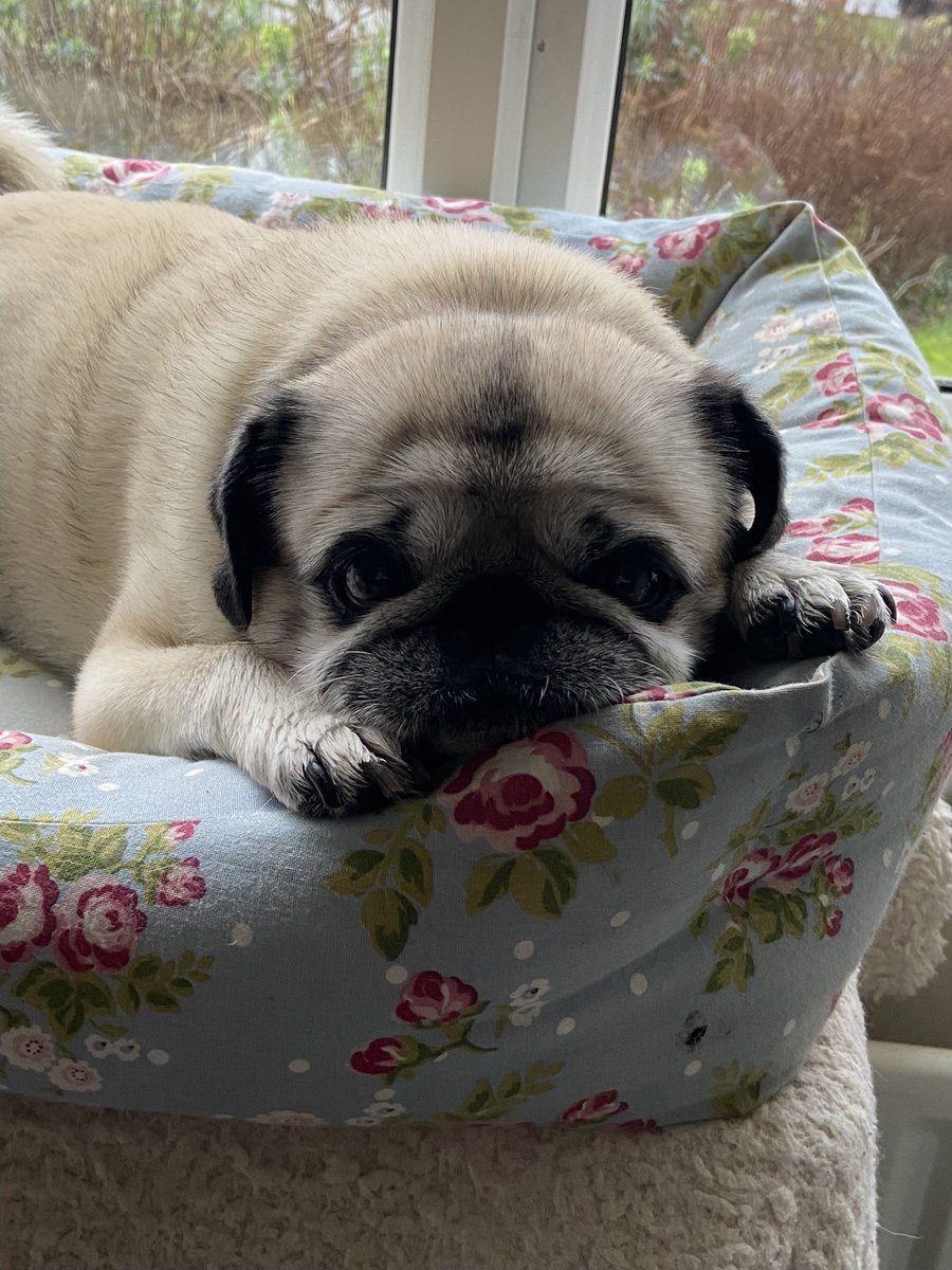 #NHLAllStarVote William Nylander
#NHLAllStarVote John Tavares
#NHLAllStarVote Mitch Marner
#NHLAllStarVote Morgan Rielly

Penelope wants the Buds to go to the ASG 🥺
RT if you agree 💙