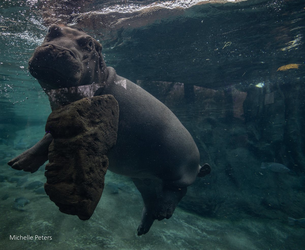 CincinnatiZoo tweet picture