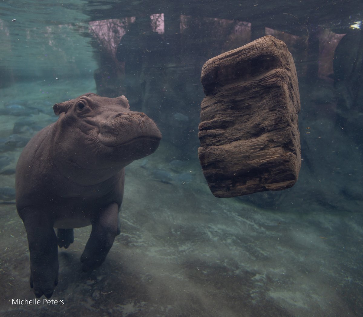 CincinnatiZoo tweet picture