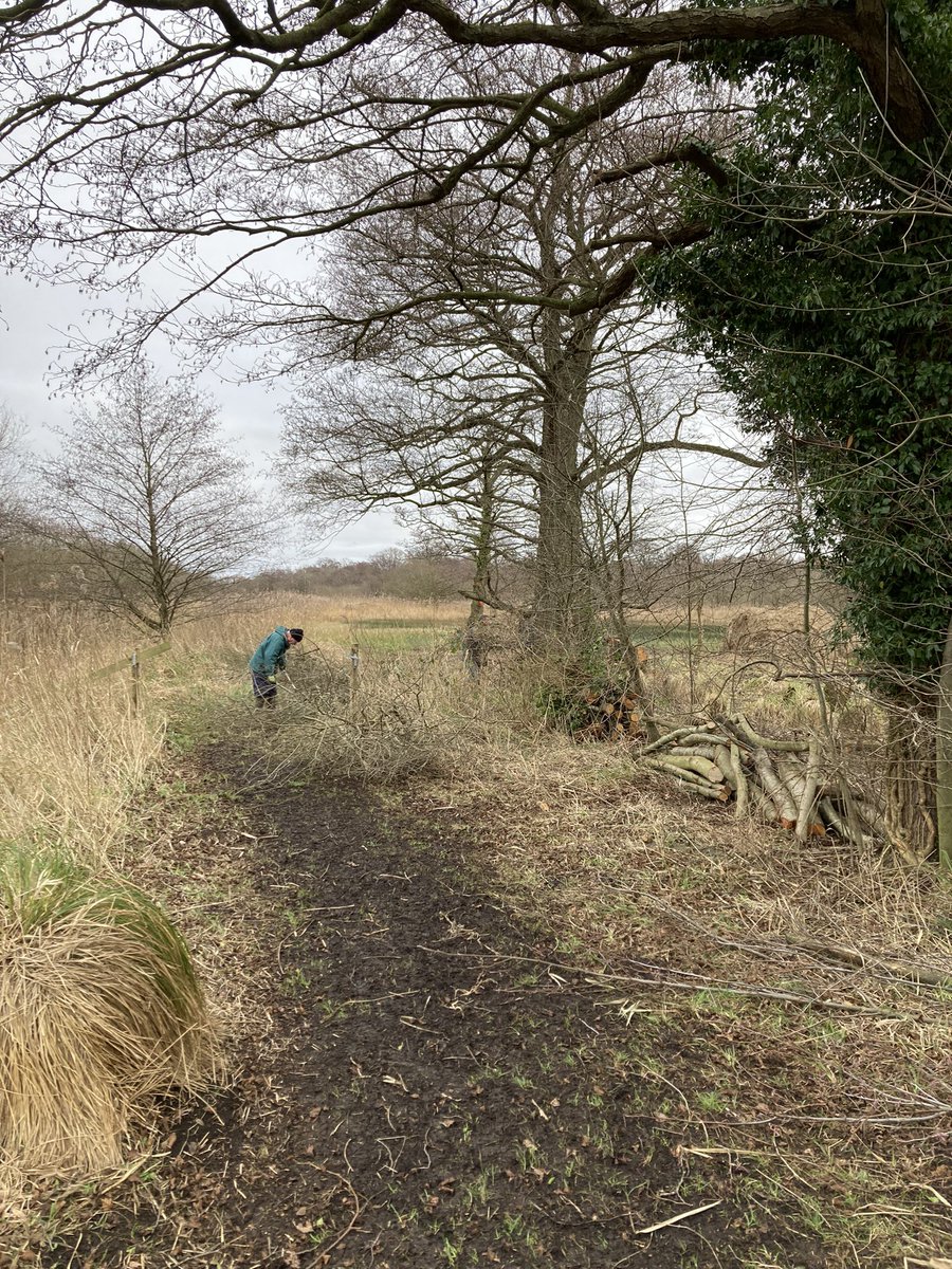 SWT_NE_Reserves's tweet photo. Grateful to be out with the reserve volunteer work party today and clearing up the remaining scrub work and putting the brash to good use 🥰@SWTCarltonMarsh https://t.co/5umZcFDMAS