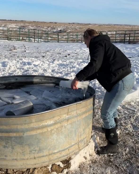 Feeding cows and breaking ice on this fine brisk day. What are your chores for the day? #Chores #farmchores #farmlife #cattle #blackangus #cows #nebraska #cold #winter