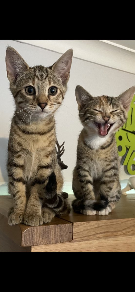 SusanCalman's tweet photo. Susan's #CatsOfTheDay are Luna and Lyra.

Thank you @Spacemouse77 for sharing this pic! https://t.co/tnl5JTMNd2
