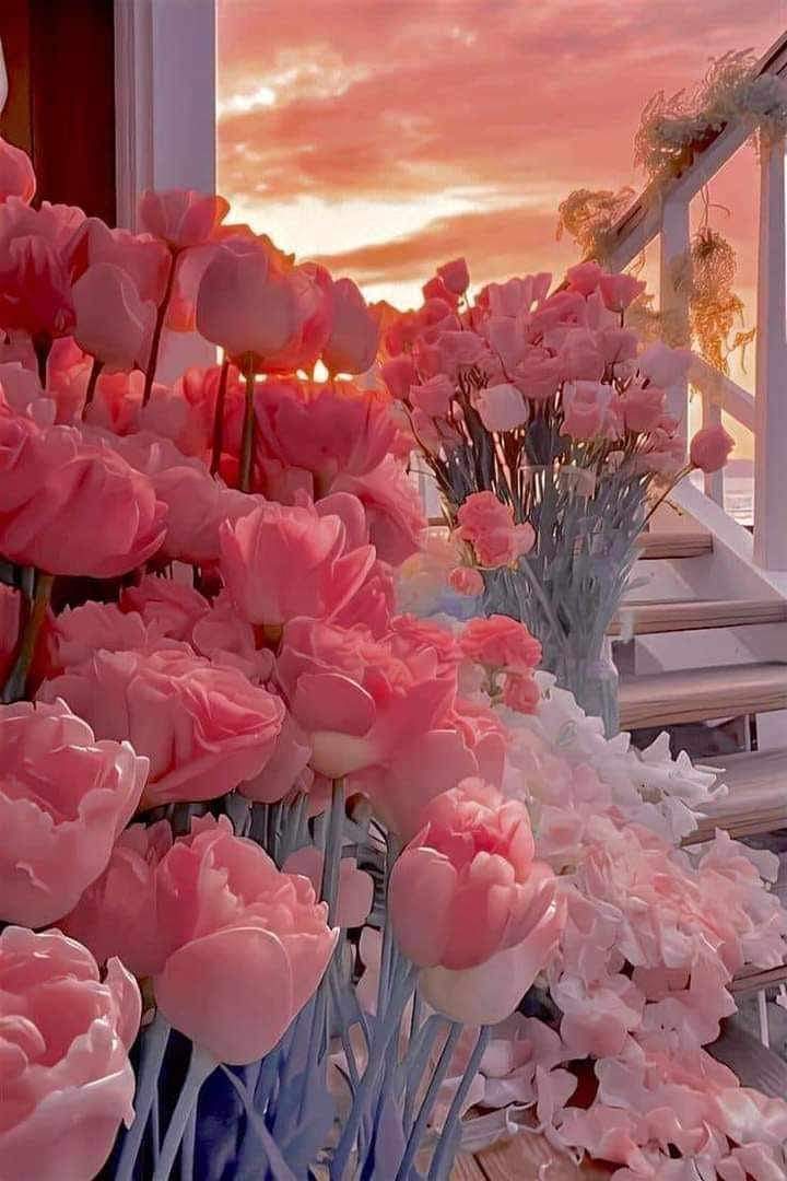 NoorFat78463505's tweet photo. Who really like flowers like me ❤️❤️😍
Be like a flower that gives its fragrance even to the hand that crushed it.
.
.
.
.
.
#florist #flowerlovers #flowerquotes #flowerquotes❣️ #flowerquotes🌸
#everyone https://t.co/onauYFWiTZ