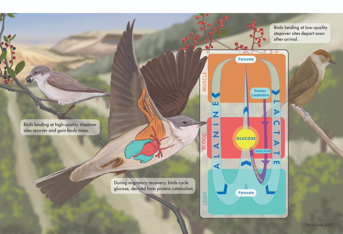 Adi Domer tweet media