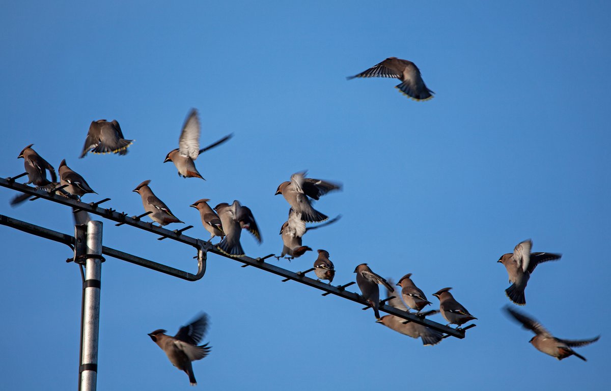 roberto4472's tweet photo. @BBCSpringwatch Waxwings are desperate to get on the telly! Chesterfield, Derbyshire. https://t.co/P1m6fglFNN
