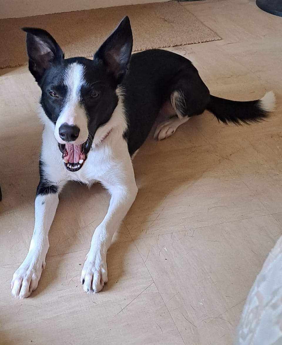 🖤AVAILABLE FOR ADOPTION🖤 MOLLIE is around 1 years old. She's a little bit nervous but a lovely girl. She needs an experienced Collie home. She's at our rescue in Pencader, Wales and you would need to come and meet her with all members of your family. Please share 🙏