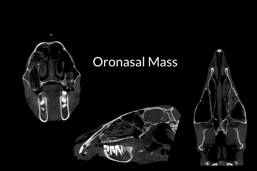 Equina_AstoCT's tweet photo. ๐ดExciting news from SoCal Equine Hospital! Dr. Katie Weatherall's expertise unveils a captivating soft tissue scan of a 24yo Arabian cross mare with a challenging nasal discharge case. Thank you, Katie, for sharing this case!๐ #EquineHealth #CTContest #VeterinaryExcellence https://t.co/48BqHCplEe
