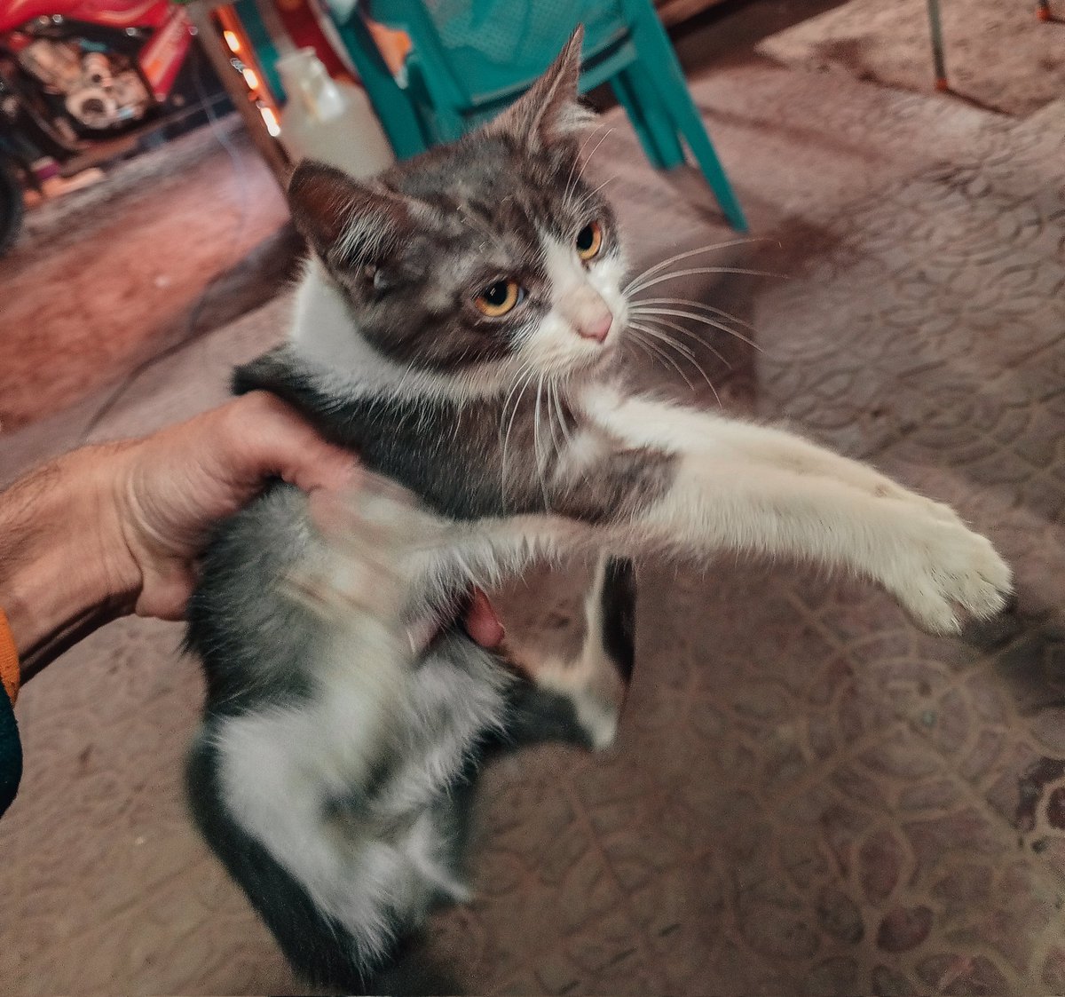 UghMohsin's tweet photo. Picking up stray cats gotta be my fav gender. https://t.co/gue9eQADaF