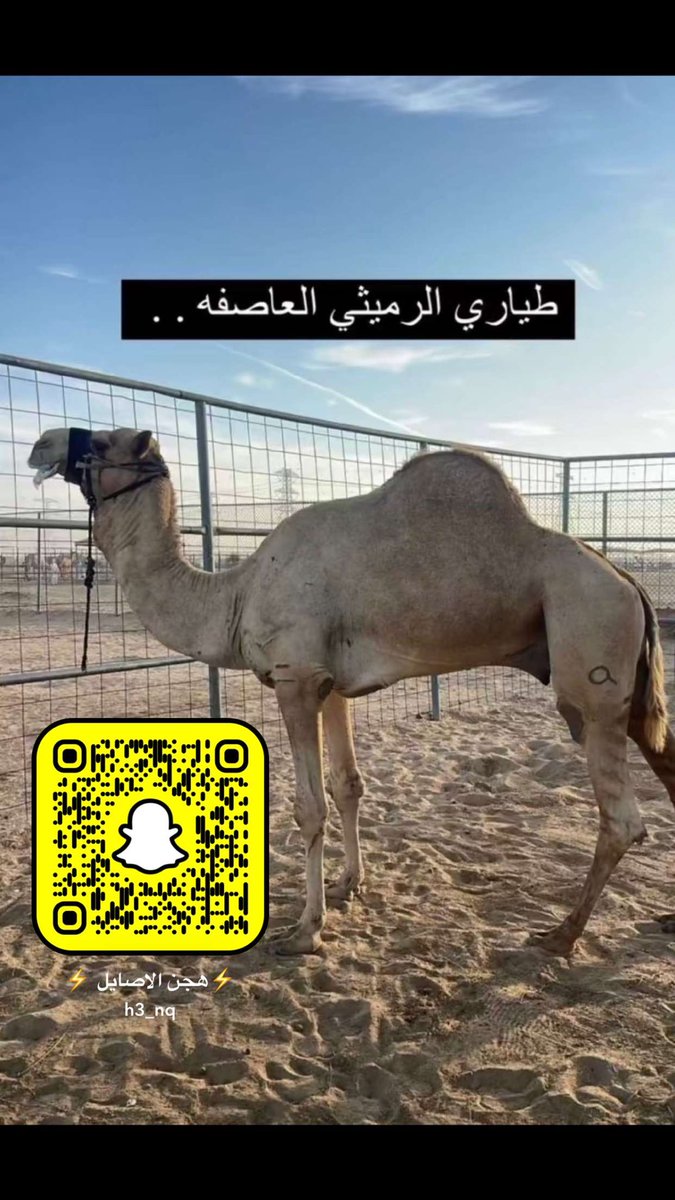 hnn3773's tweet photo. طياري الرميثي العاصفه #الهجن #الانتاج #مهرجان_ولي_العهد_للهجن #رايد_الضيوفي #الطائف #الدوسري #وادي_الدواسر #سباقات_هجن #فحول_الهجن #سوم_حصري #صفقات_الهجن #المملكة https://t.co/FsjCXsgwj6