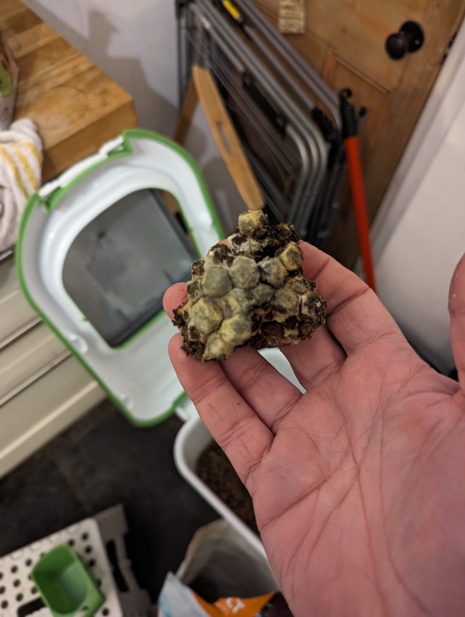 Disco_jim's tweet photo. @PetsatHome I bought a bag of Wainwright's salmon and rice dog food this week.... All the food in the bottom of the sealed bag was wet and mouldy. I'll be returning the food for a replacement but I doubt this is a one off. https://t.co/ePNjXGK8hb