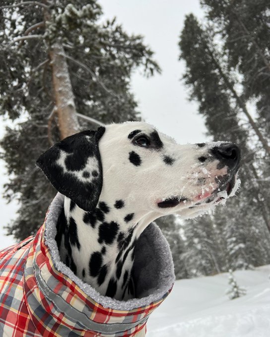 Breckenridge is so far SO BEAutiful !!! https://t.co/qld0Kek6dk<a href="/tag/colorado"class="tags"><span>&#35;colorado</span></a><a href="/tag/dogs"class="tags"><span>&#35;dogs</span></a><a href="/tag/snowstorm"class="tags"><span>&#35;snowstorm</span></a>