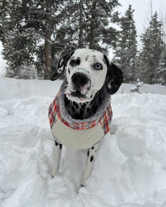 Breckenridge is so far SO BEAutiful !!! https://t.co/qld0Kek6dk<a href="/tag/colorado"class="tags"><span>&#35;colorado</span></a><a href="/tag/dogs"class="tags"><span>&#35;dogs</span></a><a href="/tag/snowstorm"class="tags"><span>&#35;snowstorm</span></a>