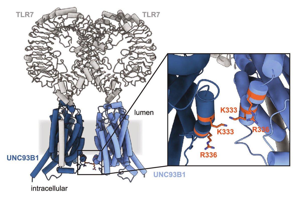 Science Immunology (@sciimmunology) on Twitter photo New studies explore how systemic lupus erythematosus pathology develops, revealing how mutations in human UNC93B1 lead to TLR7 hyperactivation and autoimmunity.
📄: scim.ag/5u1 <a href="/tudresden_de/">TU Dresden</a>
📄: scim.ag/5u2 <a href="/_HarshitaMishra/">Harshita Mishra</a> <a href="/MajerOlivia/">Olivia Majer</a> <a href="/mpiib_berlin/">Max Planck Institute for Infection Biology</a> New studies explore how systemic lupus erythematosus pathology develops, revealing how mutations in human UNC93B1 lead to TLR7 hyperactivation and autoimmunity.
📄: scim.ag/5u1 <a href="/tudresden_de/">TU Dresden</a>
📄: scim.ag/5u2 <a href="/_HarshitaMishra/">Harshita Mishra</a> <a href="/MajerOlivia/">Olivia Majer</a> <a href="/mpiib_berlin/">Max Planck Institute for Infection Biology</a>