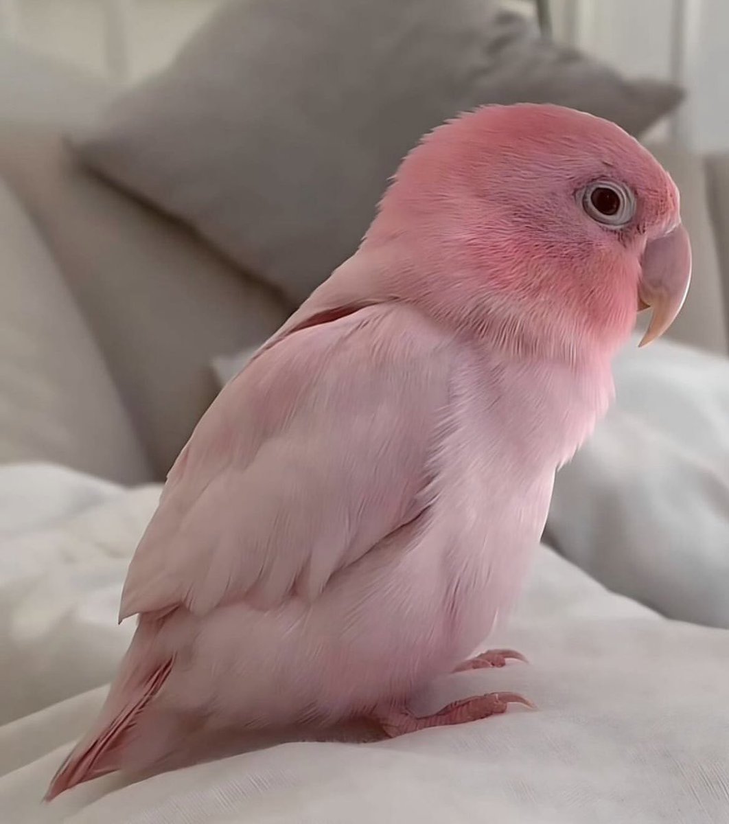 💗