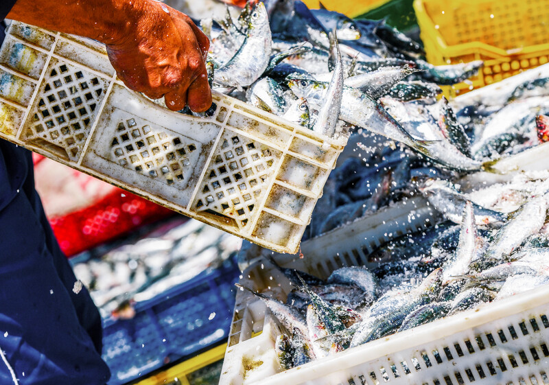 FishWiseOrg's tweet photo. The Supply Chain Risk Project is a joint initiative by the @wef’s @FriendsofOcean, @oceansolutions, @GlobalFishWatch, and #FishWise to address #IUUfishing. Our recent Transparency Review exposes gaps in fisheries data and steps governments and industry can take to close them. https://t.co/AgYCbcMID1