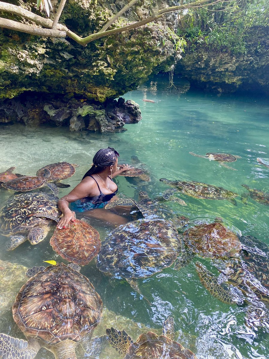 _dmango's tweet photo. Swimming with the turtles 😍 https://t.co/iNnPkCGTJr